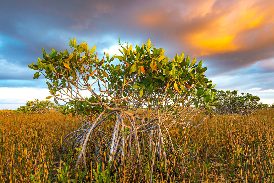 Rote Mangrove (Rhizophora mangle) und Sawgrass (Cladium sp), Everglades Nationalpark, Florida