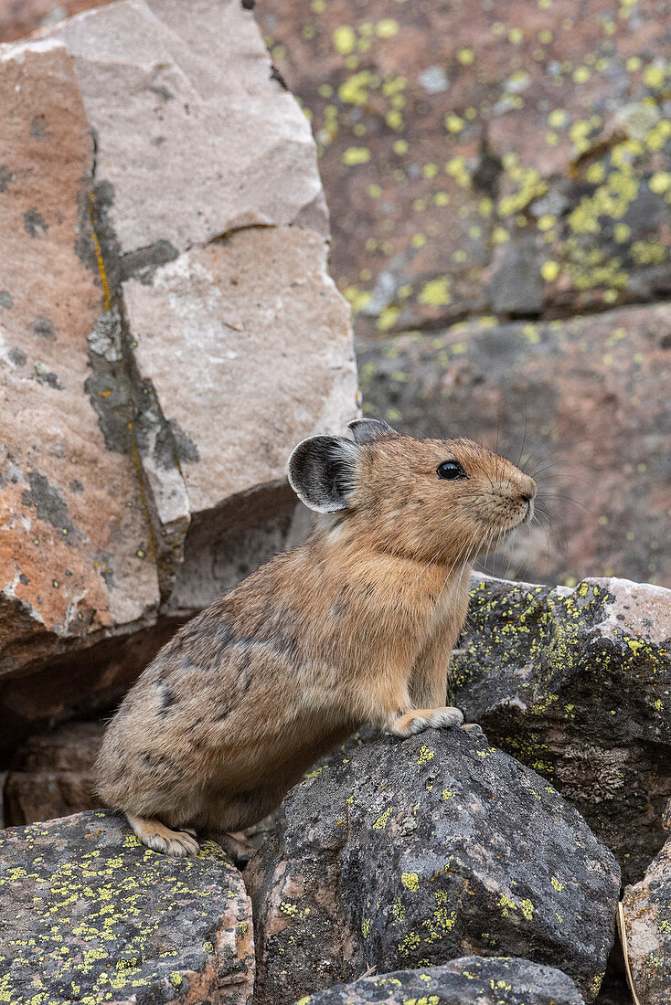 Amerikanischer Pika (Ochotona Princeps), Bridger-Teton National Forest, Wyoming