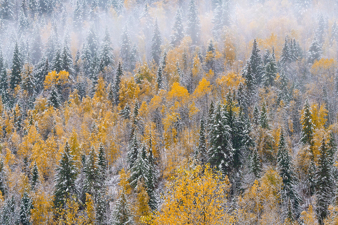 Gemischter Nadel- und Laubwald nach Schneefällen im Herbst, Wells Gray Provincial Park, Britisch-Columbia, Kanada