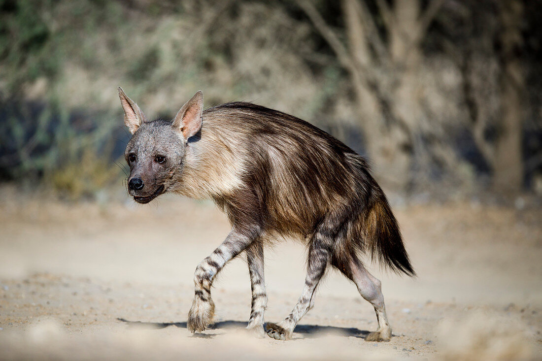 Braune Hyäne (Hyaena brunnea), Kgalagadi Transfrontier Park, Südafrika