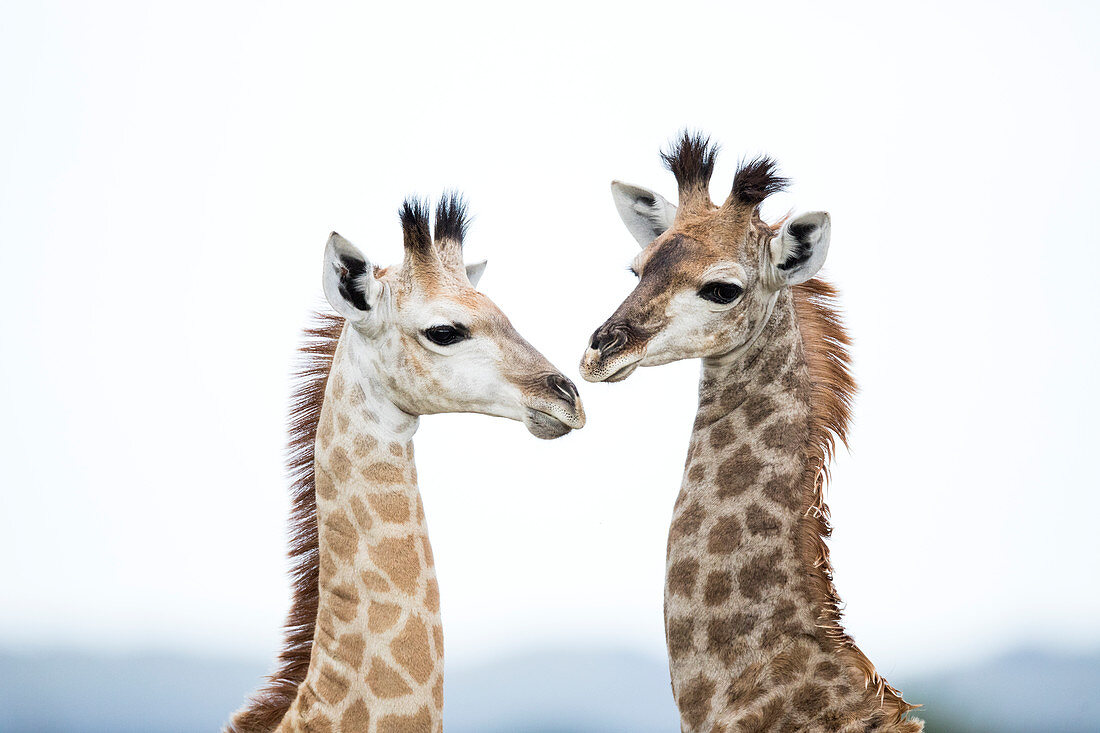 Nordgiraffe (Giraffa camelopardalis), Jungtier, iSimangaliso-Sumpfgebiet-Park, KwaZulu-Natal, Südafrika