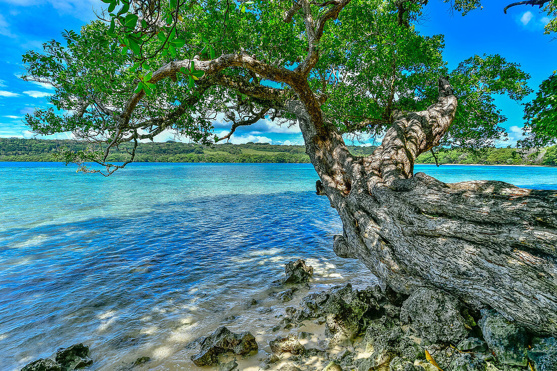 Alexandrischer Lorbeer (Calophyllum Inophyllum) Baum an der Küste, Aimbuei Bay, Aore Island, Vanuatu
