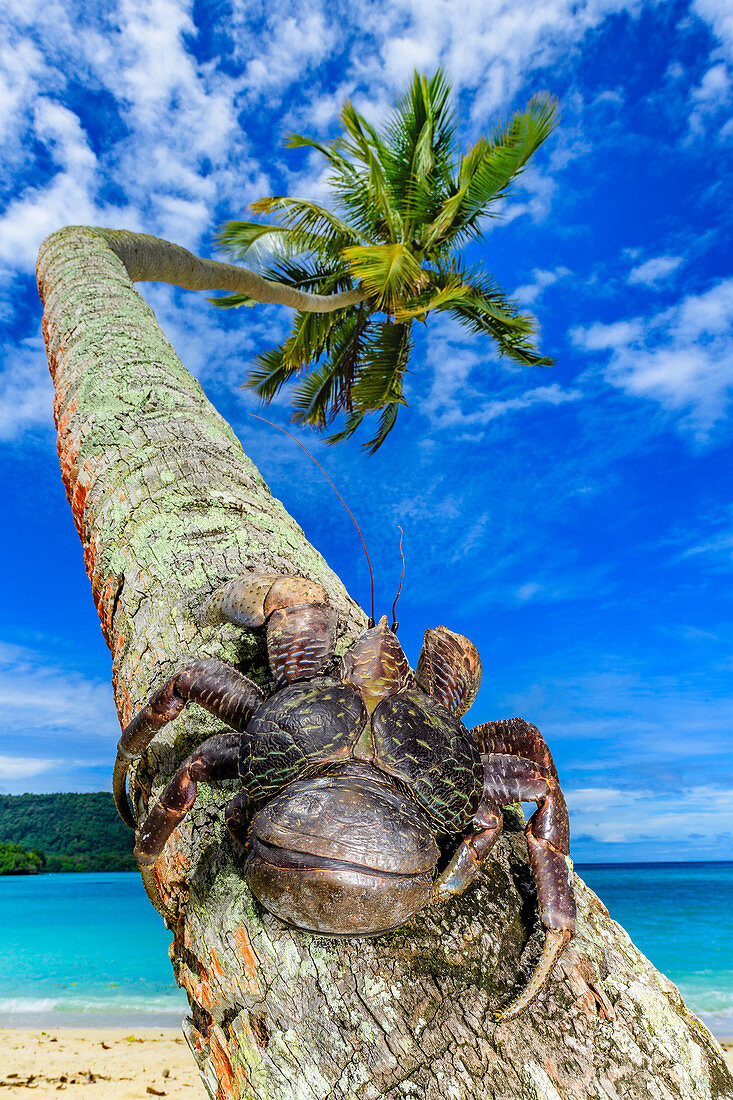 Kokosnussräuber (Birgus latro) auf Palme, Espiritu Santo, Vanuatu