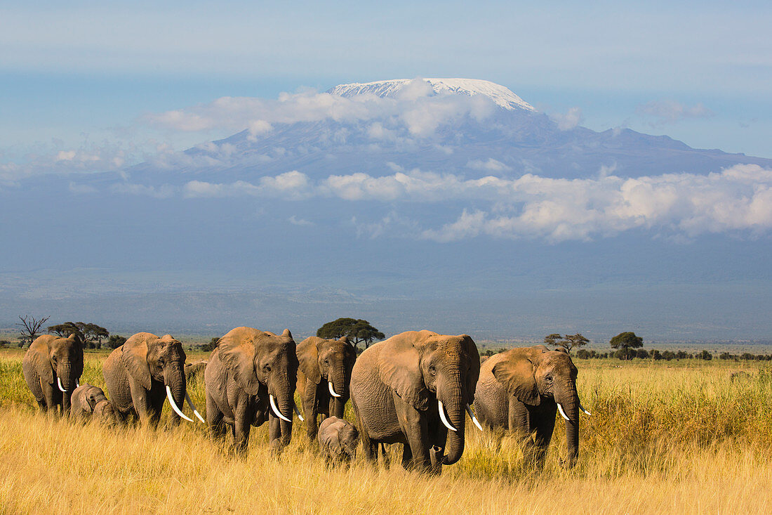 Afrikanische Elefanten (Loxodonta africana) Herde in der Savanne, Mount Kilimanjaro, Nationalpark Amboseli, Kenia