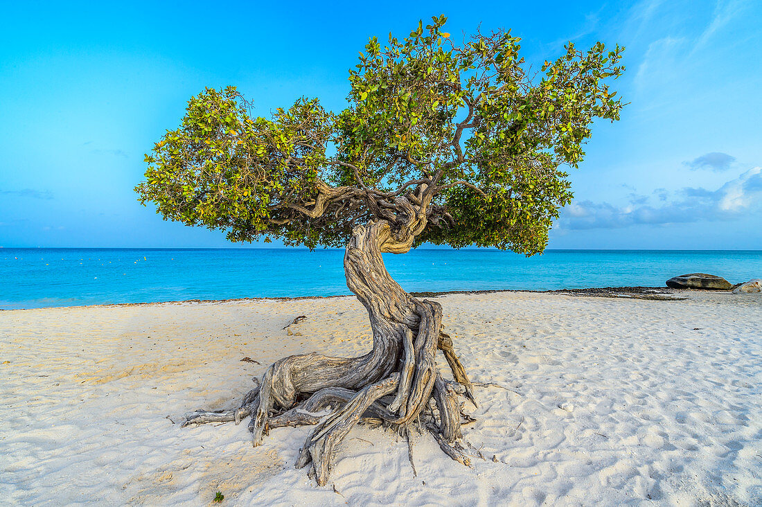 Divi-Divi-Baum (Caesalpinia coriaria), am Strand, Aruba, Karibik