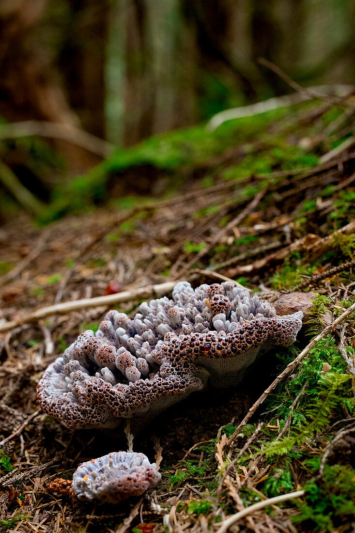 Scharfer Korkstacheling Pilz (Hydnellum peckii), Oregon