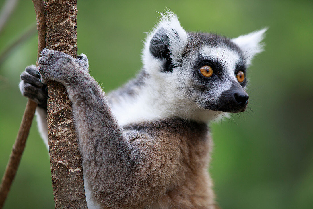 Katta (Lemur catta) am Baum, Anja Park, Madagaskar