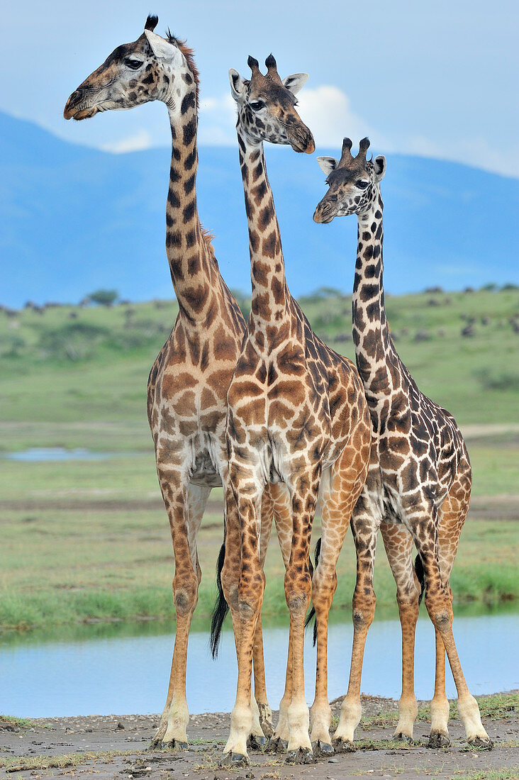 Masai Giraffen (Giraffa tippelskirchi) Trio, Ngorongoro Naturschutzgebiet, Tansania