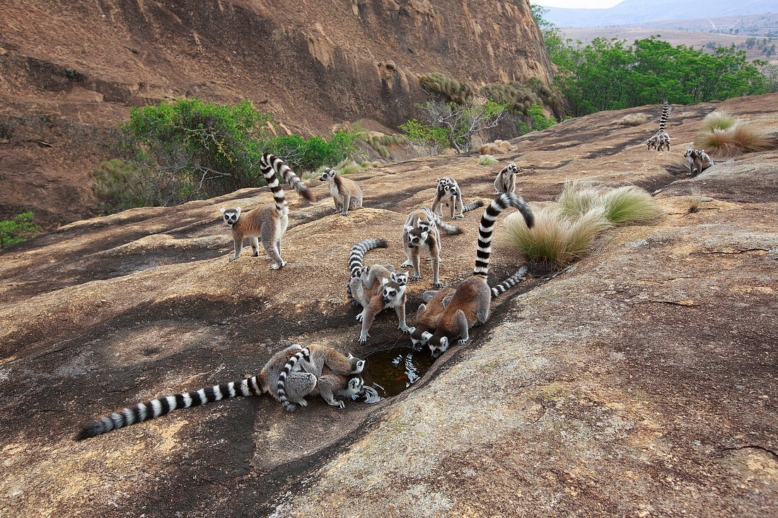 Kattas (Lemur catta), Gruppe die von der Pfütze, Anja Park, Madagaskar