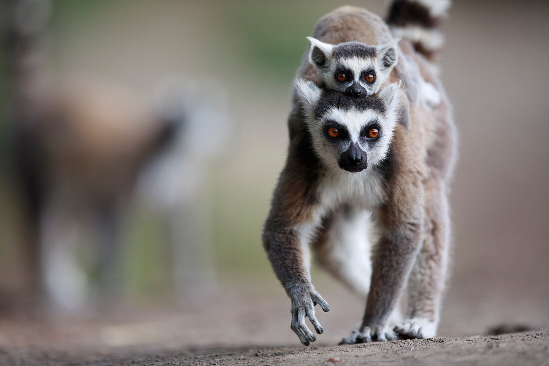 Katta (Lemur catta) Mutter und Jungtier, Anja Park, Madagaskar