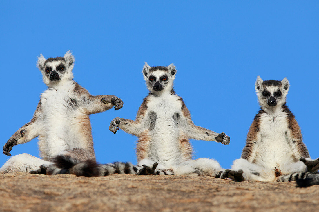 Drei Kattas (Maki catta), sonnen sich, Anja Park, Madagaskar