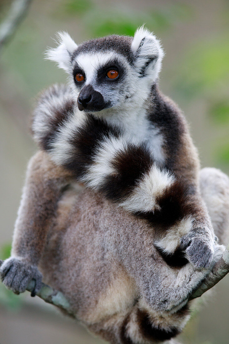 Katta (Lemur catta) am Baum, Anja Park, Madagaskar
