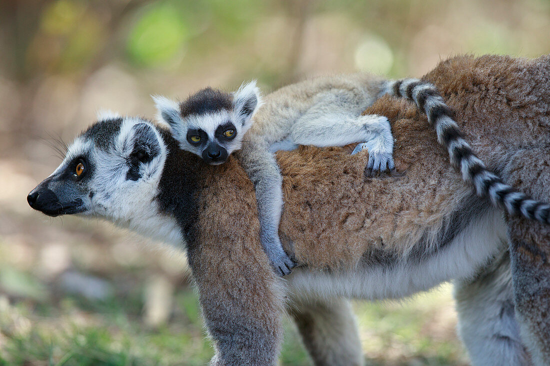 Kattas (Lemur catta), Mutter trägt Jungtier, Anja Park, Madagaskar