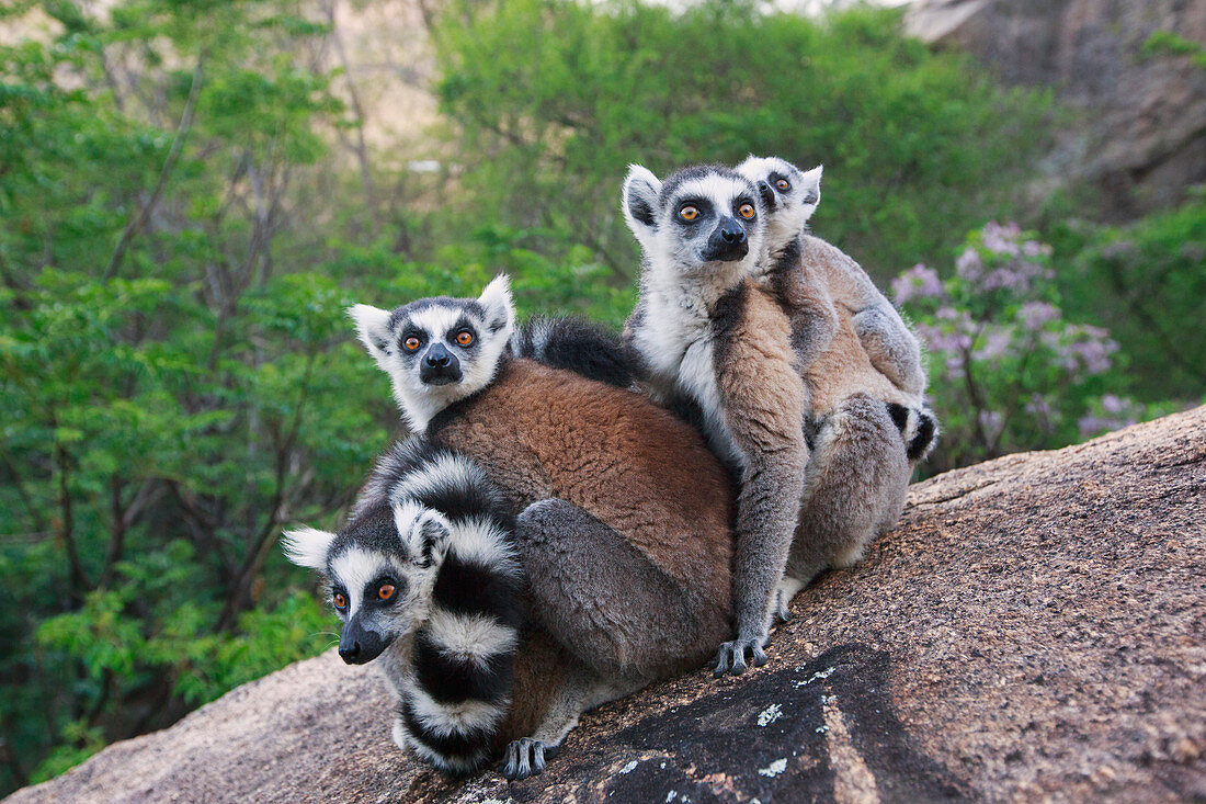 Kattas (Lemur Catta) Gruppe, Anja Park, Madagaskar