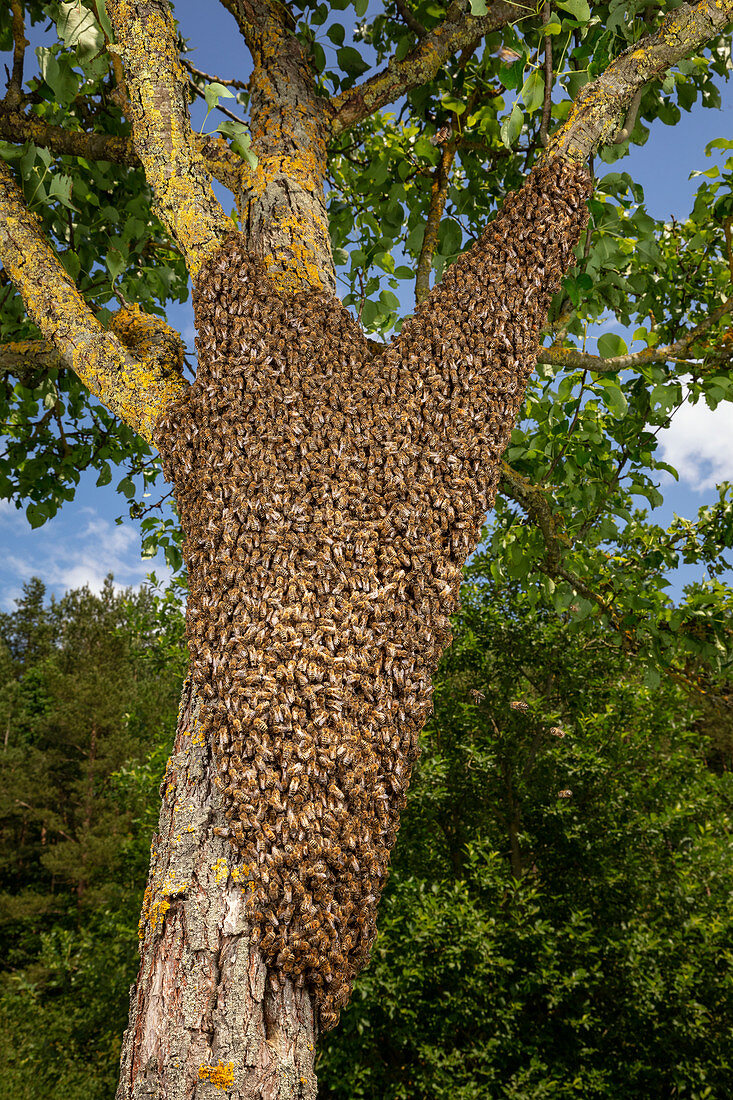 Schwärmende Honigbienen-Kolonie (Apis mellifera), Deutschland