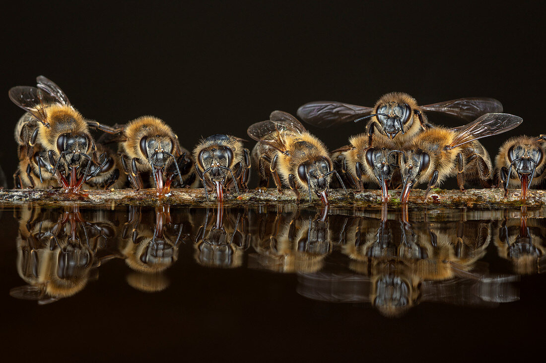 Honigbienen (Apis mellifera) beim Trinken, Deutschland