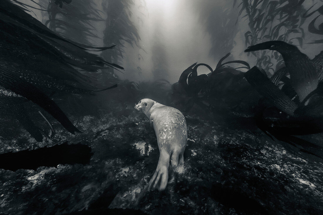 Seehund (Phoca vitulina) im Kelpwald, San Diego, Kalifornien