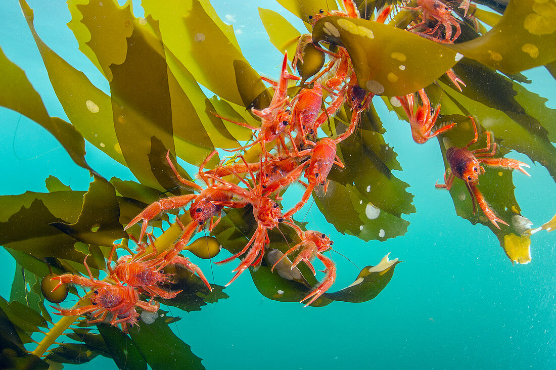Pelagische rote Krabben (Pleuroncodes planipes) Gruppe auf Kelp, Indikatoren von El Nino, Kalifornien