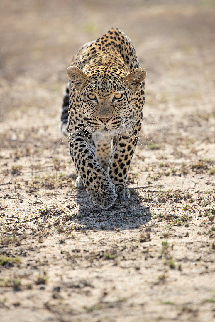 Leopard (Panthera pardus), männlich, Sabi-Sand-Wildreservat, Südafrika