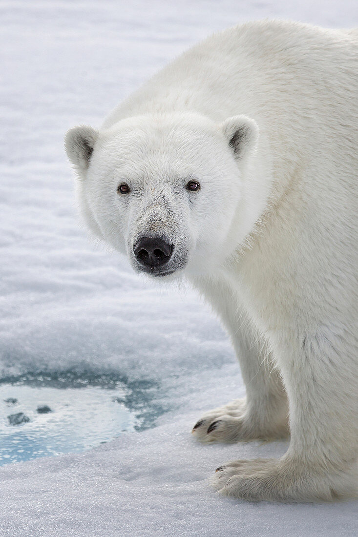 Eisbär (Ursus maritimus), Spitzbergen, Norwegen