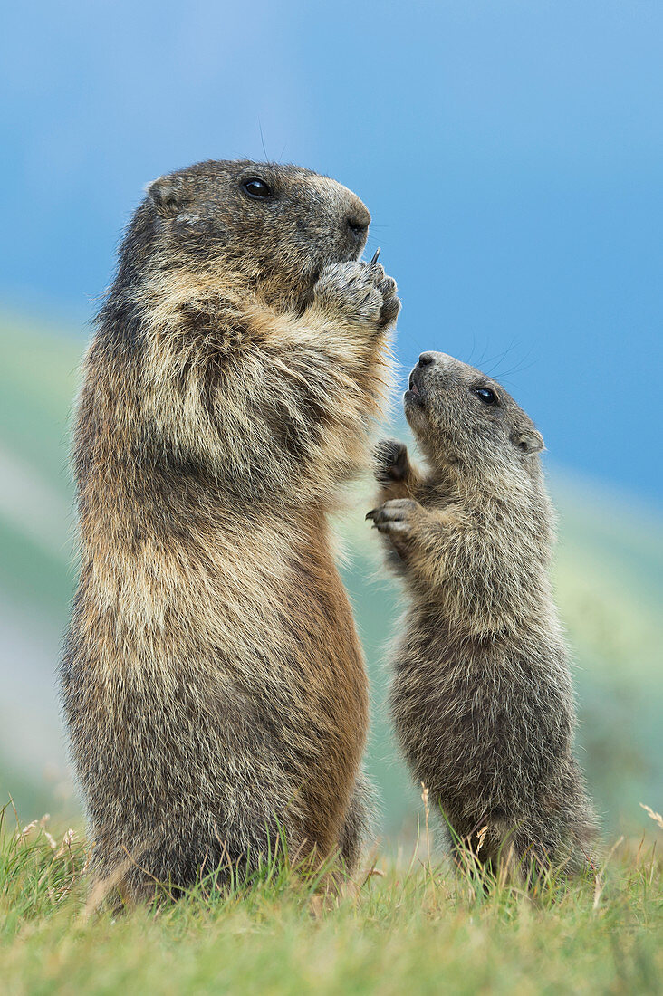 Alpenmurmeltiere (Marmota Marmota), Nationalpark Hohe Tauern, Österreich