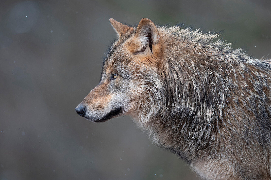 Europäischer Wolf (Canis Lupus), Niedersachsen, Deutschland