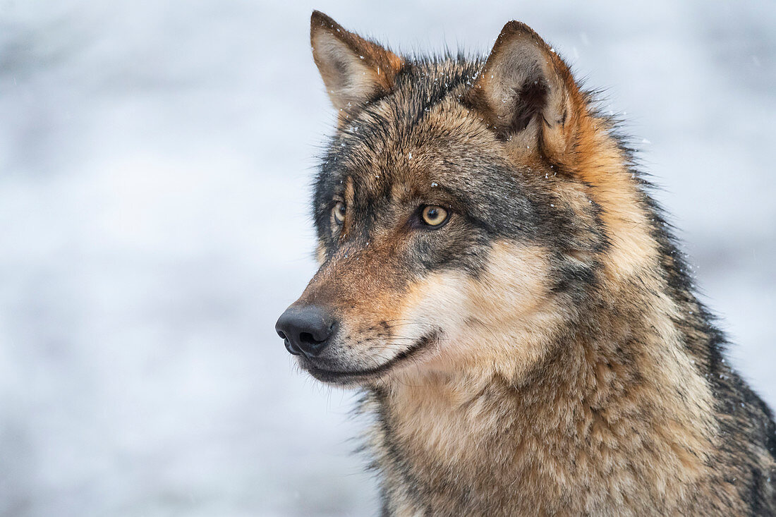 Europäischer Wolf (Canis Lupus), Niedersachsen, Deutschland