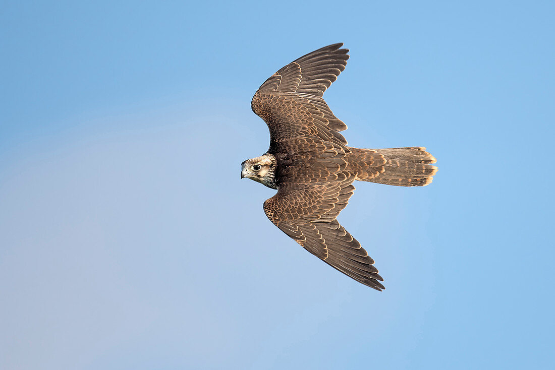 Lanner-Falken (Falco-biarmicus), Männchen, fliegend, Veluwe, Gelderland, Niederlande