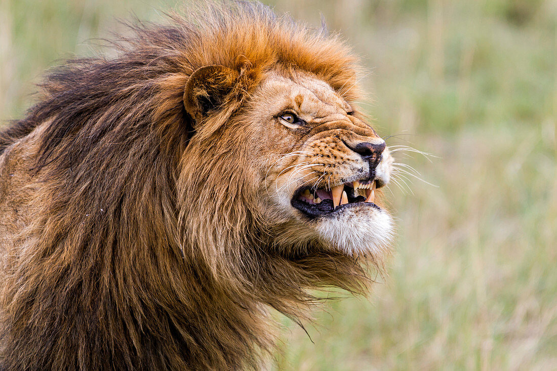 Afrikanischer Löwe (Panthera Löwe), brüllend, Masai Mara, Kenia