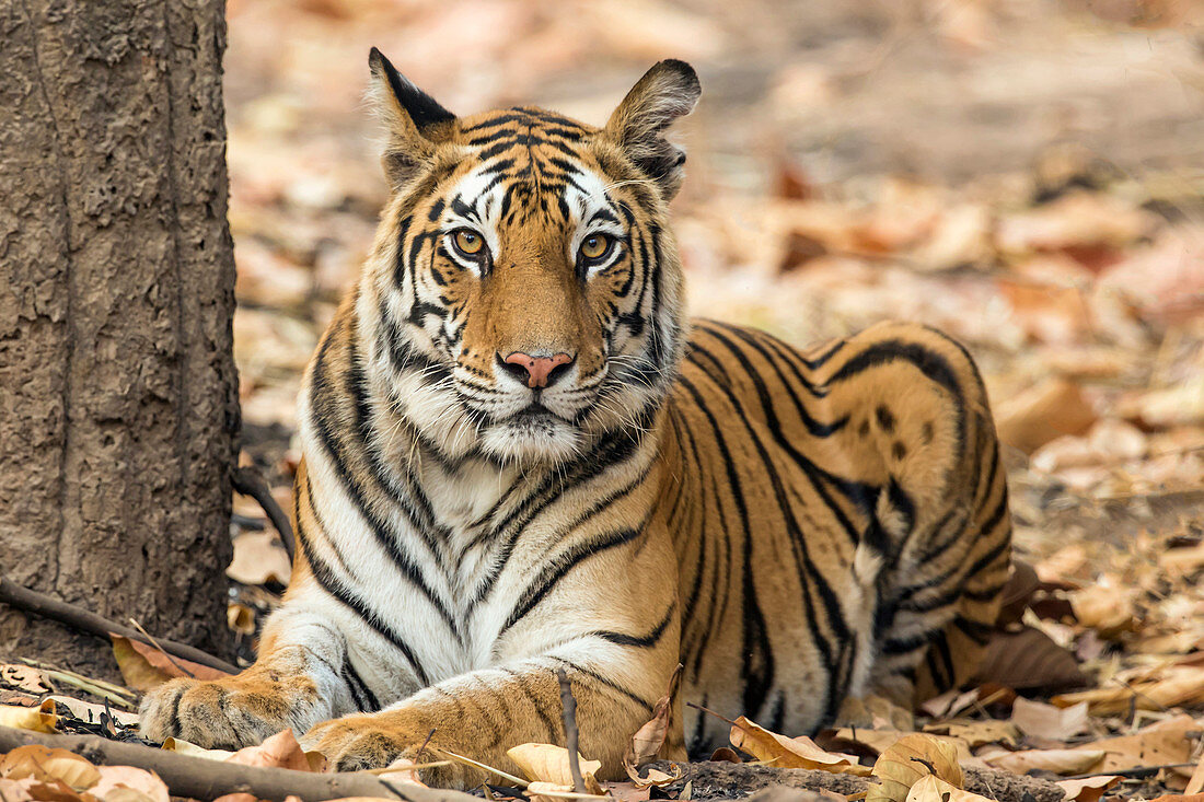 Bengal-Tiger (Panthera der Tigris der Tigris), weiblich, Indien