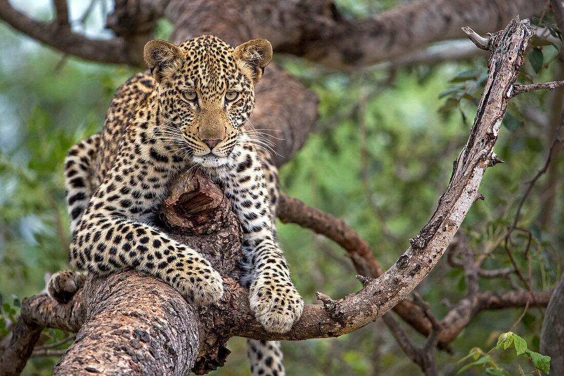 Leopard (Panthera pardus) auf Baum, Hoedspruit, Limpopo, Südafrika