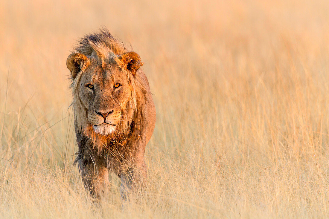 Afrikanischer Löwe (Panthera Löwe), männlich, Namibia