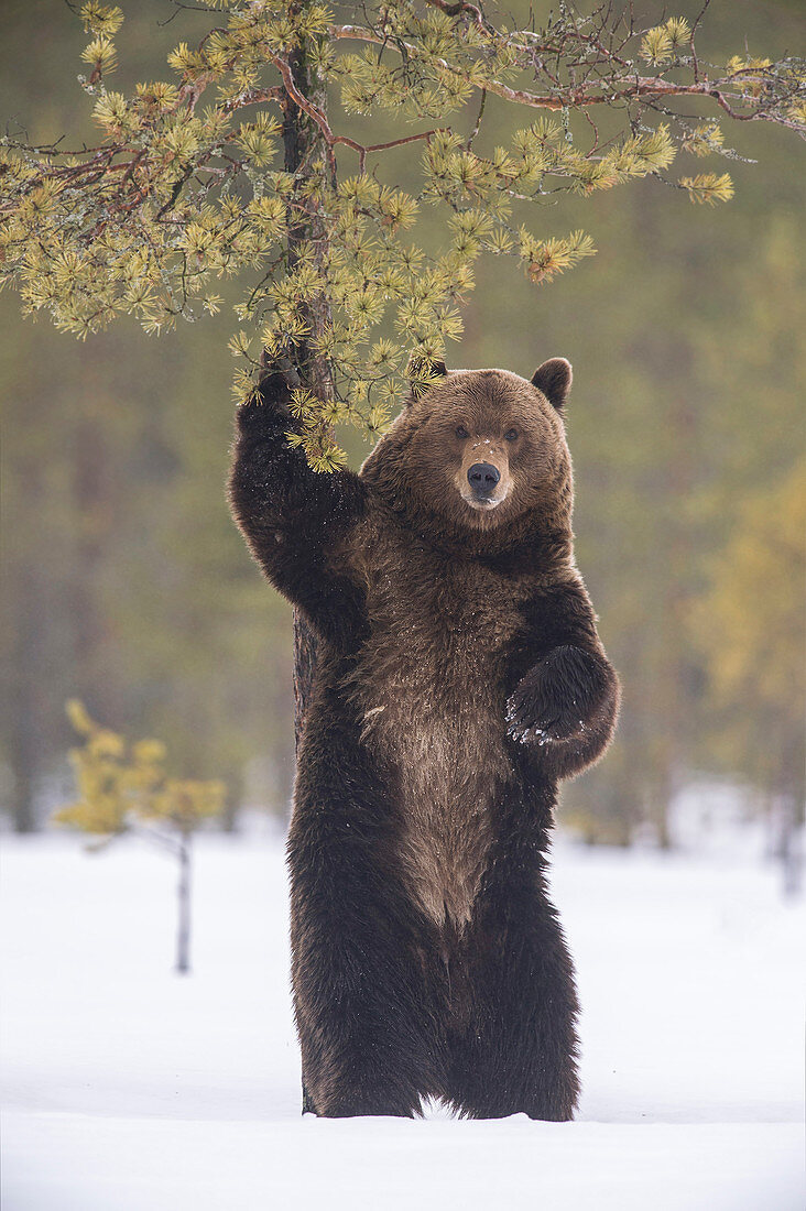 Braunbär (Ursus arctos) markiert Baum im Spätwinter nach dem Winterschlaf, Finnland