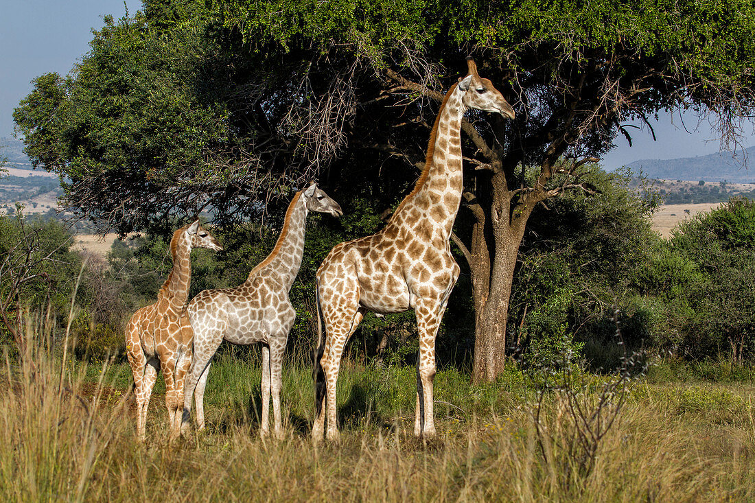 Giraffe (Giraffa giraffa) Weibchen und Kälber, Nationalpark Pilanesberg, Südafrika