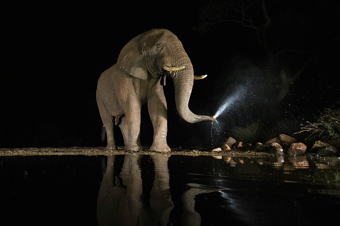 Afrikanischer Elefant (Loxodonta africana), männlich, beim Baden im Wasserloch bei Nacht, Zimanga Game Reserve, Südafrika