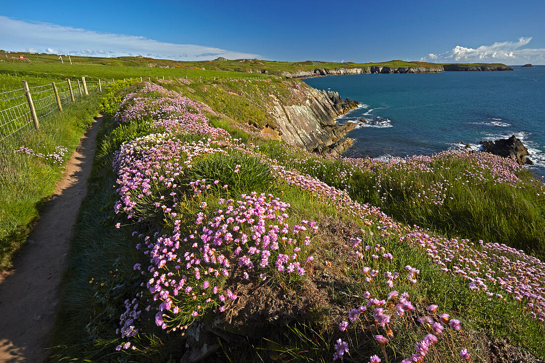 Thrift growing beside the Pembrokeshire coastal path near St. Justinian, Wales, United Kingdom, Europe