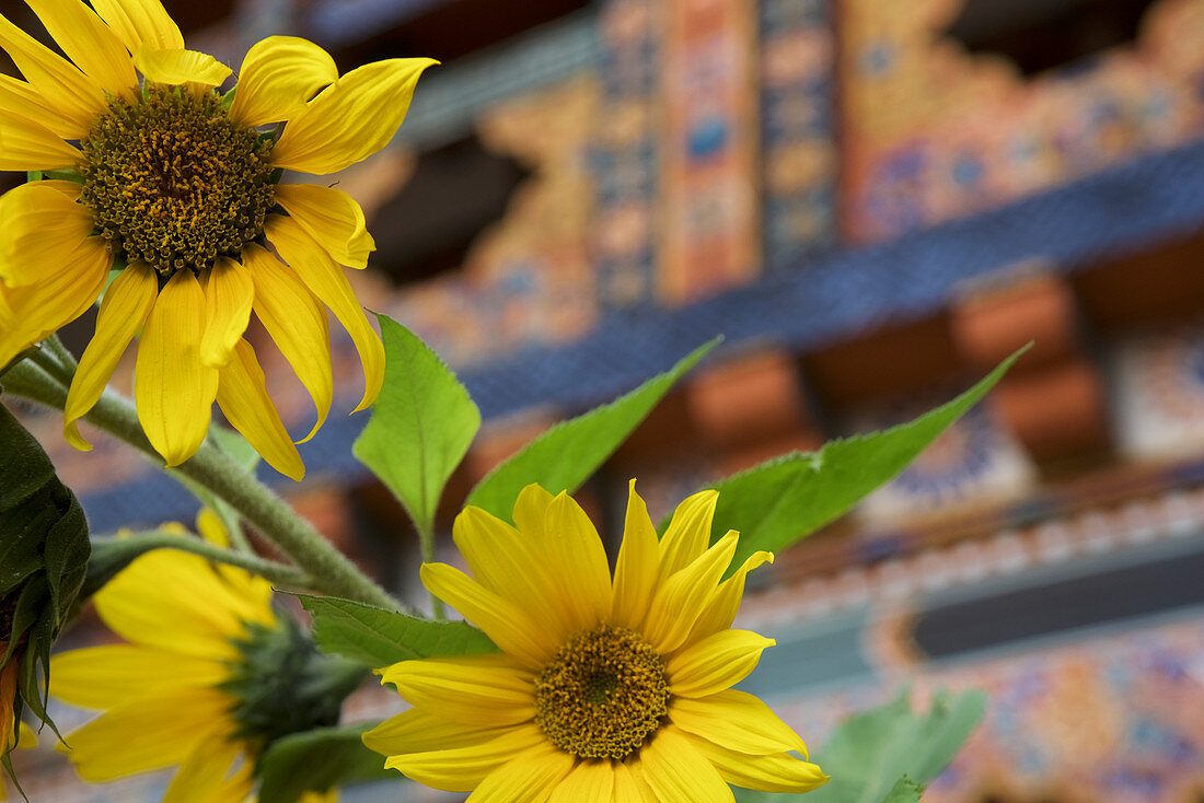 Sunflowers in front of the Pema Choling Nunnery, Tang Valley, Bumthang, Bhutan, Himalayas, Asia