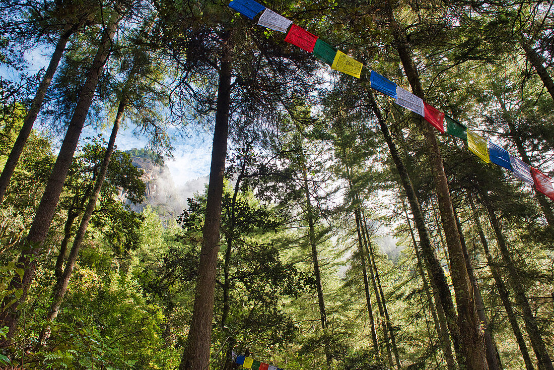 Gebetsfahnen im Wald, Aufstieg zum Kloster Taktsang oder Tigernest, Parotal, Bhutan, Himalaya, Asien