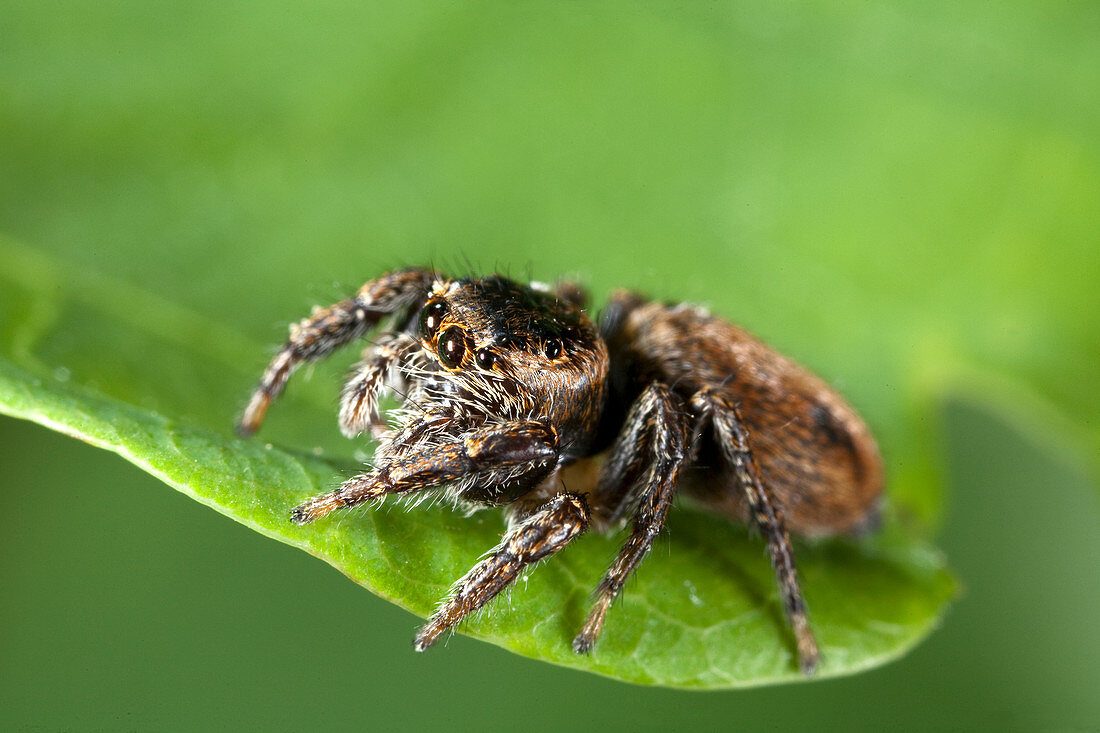 Springende Spinne (Araneae: Salticidae), (Evarcha sp), Frankreich