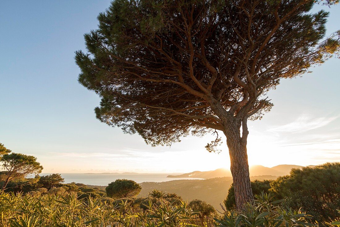 France, Var, Saint Tropez peninsula, Ramatuelle, Stone pine, in background the bay of Cavalaire-sur-mer