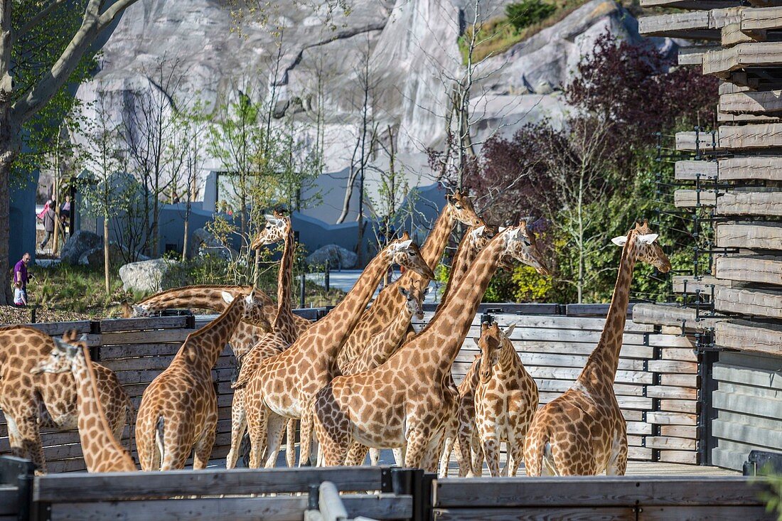 France, Paris, Paris Zoological Park (Zoo de Vincennes), the group of sixteen giraffes (Giraffa camelopardalis) in the Sahel-Sudan biozone, in the background the Grand Rock that is the landmark of the zoo since 1934