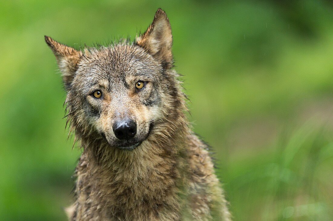 Wolf (Canis Lupus) im Pyrenäen-Tierpark, Argeles-Gazost, Hautes-Pyrenees, Frankreich