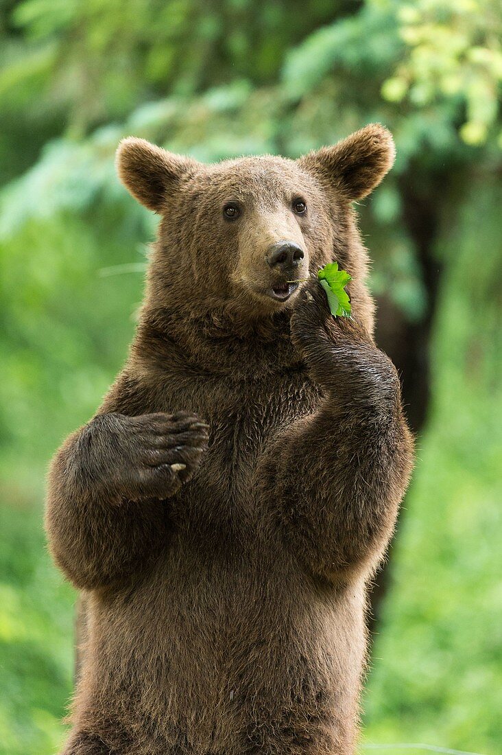 Braunbär (Ursus arctos) im Pyrenäen-Tierpark, Argeles-Gazost, Hautes-Pyrenees, Frankreich