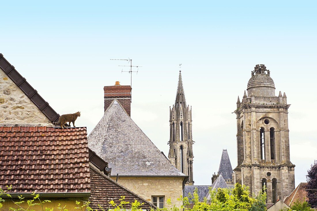 France, Oise, Senlis, Senlis Cathedral, cat on a roof