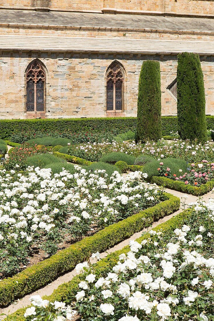 Frankreich, Aude, Rosengarten der Zisterzienserabtei Sainte Marie de Fontfroide