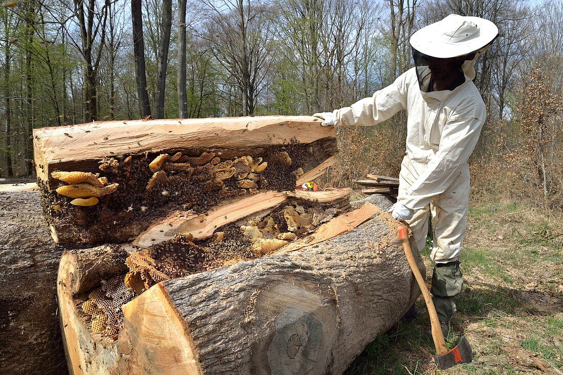 France, Haute Saone, swarm of bees on their forest recovered from the trunk of oak felled by timber and transferred by a beekeeper in a hive brood