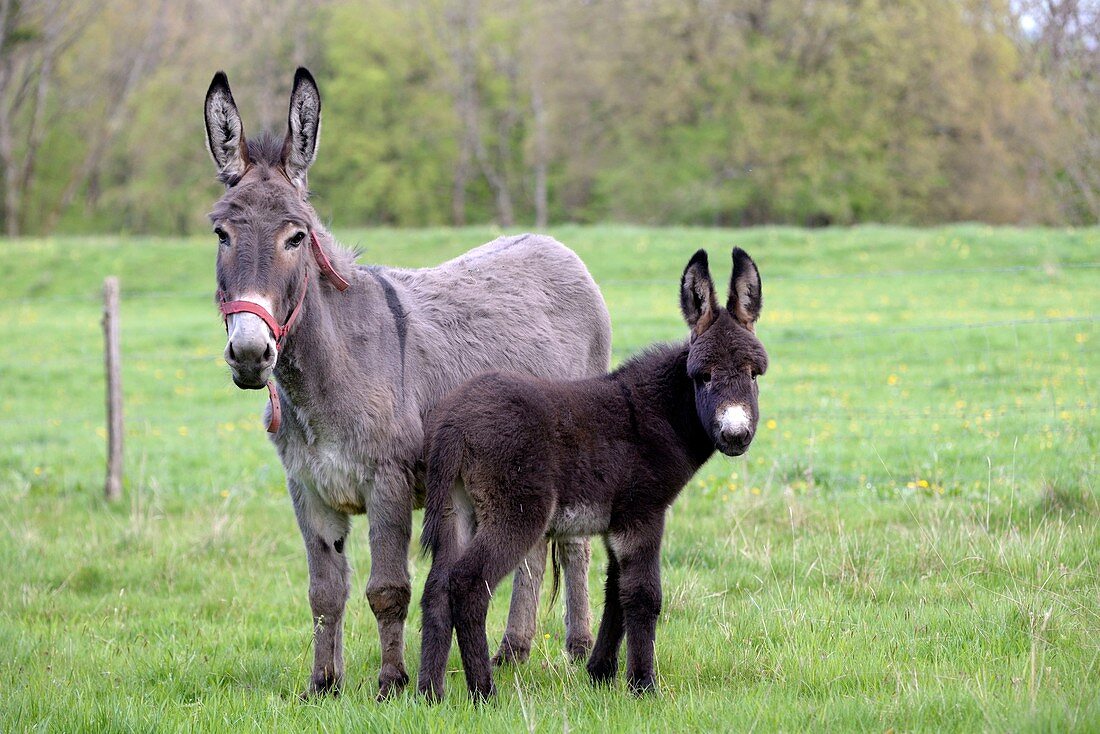 France, Doubs, Blamont, donkey and its colt in an orchard