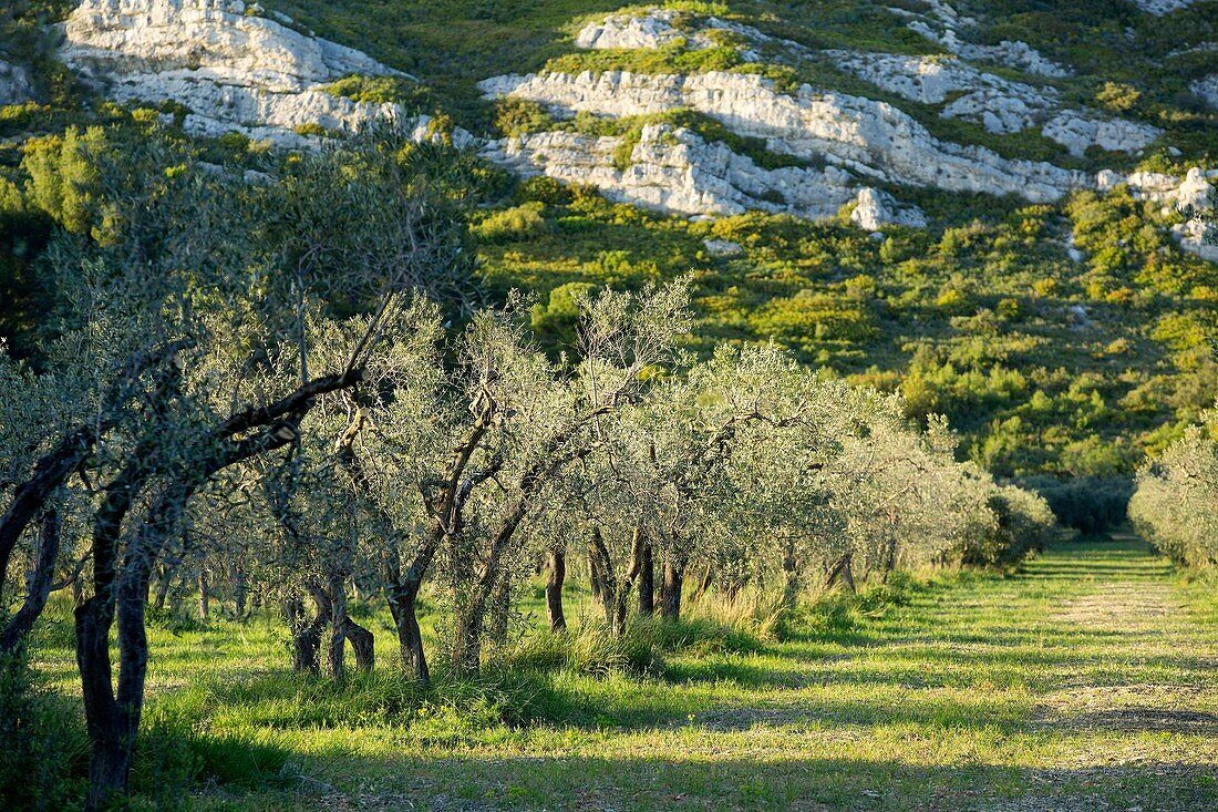 France, Bouches du Rhone, Alpilles, Maussane les Alpilles, olive trees, olives AOC Vallee des Baux de Provence