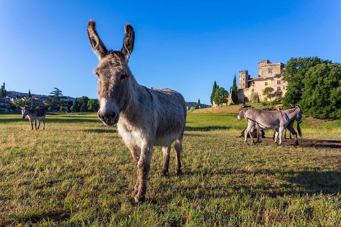 France, Vaucluse, Lourmarin, labeled Les Plus Beaux Villages de France (the Most Beautiful Villages of France), castle 15th and 16th centuries, classified as Historic Monument, donkey of Provence