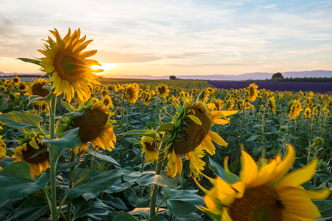 France, Alpes de Haute Provence, Parc Naturel Regional du Verdon (Regional natural park of Verdon), plateau of Valensole, field of sunflowers in flower